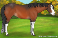 Horse Color:Bay Splash 