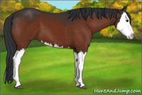 Horse Color:Bay Splash 