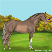 Horse Color:Chestnut Mushroom Appaloosa 