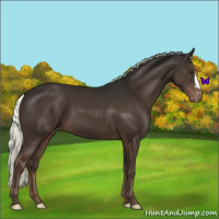 Horse Color:Liver Chestnut Mushroom Appaloosa 