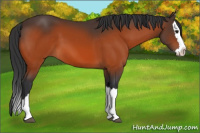 Horse Color:Bay Splash 
