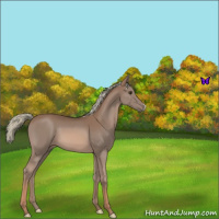 Horse Color:Chestnut Mushroom 