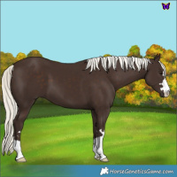 Horse Color:Liver Chestnut Mushroom 