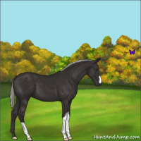 Horse Color:Liver Chestnut Mushroom 