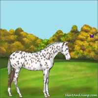 Horse Color:Liver Chestnut Mushroom Appaloosa 