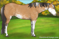 Horse Color:Buckskin Dun Sabino Rabicano 