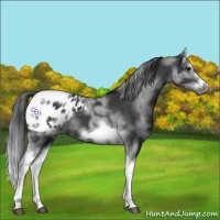 Horse Color:White Spotted Black Splash Tobiano Frame Appaloosa 