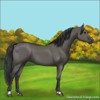 Horse Color:Grullo Sabino Rabicano 