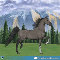 Horse Color:Grullo Sabino Rabicano 