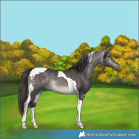 Horse Color:Platinum Buckskin Tobiano 