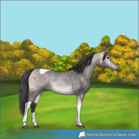 Horse Color:Platinum Buckskin Tobiano 