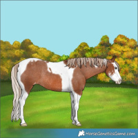 Horse Color:Chestnut Sabino Splash Tobiano Varnish Rabicano 