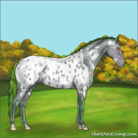 Horse Color:Painted Watercolor White Spotted Sable Champagne Ice Appaloosa 