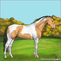 Horse Color:Buckskin Tobiano