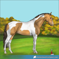 Horse Color:Buckskin Tobiano 