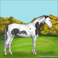 Horse Color:Black Splash Tobiano Rabicano 
