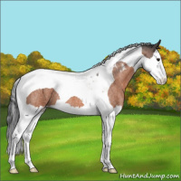 Horse Color:Bay Roan Splash Tobiano Varnish 