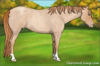 Horse Color:Unknown 