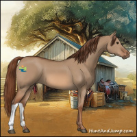 Horse Color:Red Dun 
