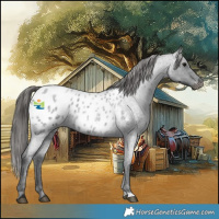 Horse Color:Blue Roan Appaloosa 