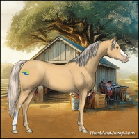 Horse Color:Gold Cream Champagne 
