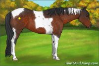 Horse Color:Brown Tobiano 