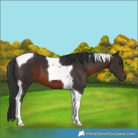 Horse Color:Brown Tobiano 