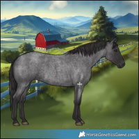 Horse Color:Smoky Blue Roan 