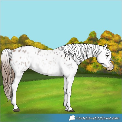 Horse Color:White Spotted Bay Appaloosa 