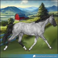 Horse Color:Blue Roan Tobiano 
