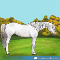 Horse Color:Brown Sabino Varnish 