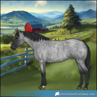 Horse Color:Blue Roan 