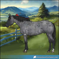 Horse Color:Blue Roan 
