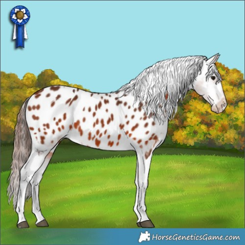 Horse Color:Bay Tobiano Appaloosa Rabicano 