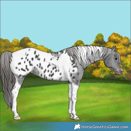 Horse Color:Black Tobiano Appaloosa 