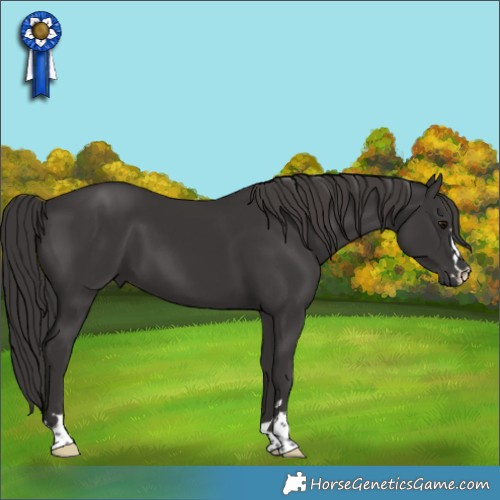 Horse Color:Smoky Black 