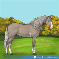 Horse Color:Silver Grullo 