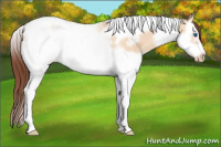 Horse Color:Amber Champagne Dun Splash Tobiano Frame Appaloosa Rabicano 