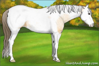 Horse Color:Buckskin Ice Sabino Splash Tobiano Appaloosa Rabicano