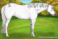 Horse Color:Silver Brown Ice Roan Splash Tobiano Frame Appaloosa Rabicano 