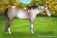 Horse Color:Gray Amber Champagne Tobiano 