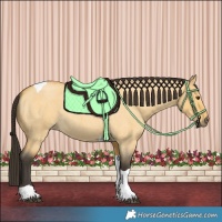 Horse Color:Buckskin Roan Dun Tobiano 