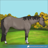 Horse Color:Smoky Grullo Sabino Rabicano 