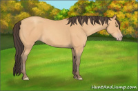 Horse Color:Amber Champagne 