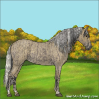 Horse Color:Grullo Sabino Rabicano  and Silver Smoky Blue Roan 