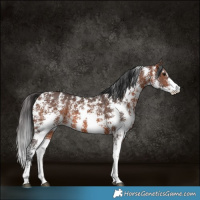 Horse Color:Brown Sabino Rabicano