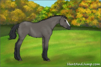 Horse Color:Grullo Sabino Rabicano 