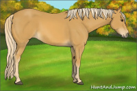 Horse Color:Palomino 