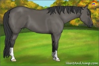 Horse Color:Grullo