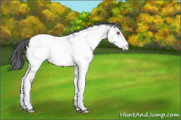 Horse Color:Sable Champagne Chinchilla Roan Tobiano Appaloosa 